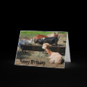 Farm Animal Friends Nature Photo Birthday Card