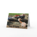 Farm Animal Friends Nature Photo Birthday Card by SmilinEyesTreasures Farm Animal Friends Nature Photo Birthday Card