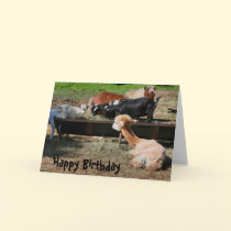 Farm Animal Friends Nature Photo Birthday Card