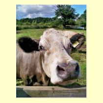 FARM ANIMALS, CUTE COW postcards