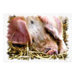 FARM ANIMALS, PIGS ANNOUNCEMENT