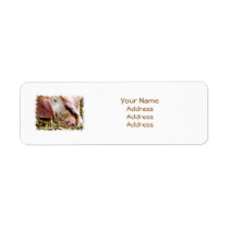FARM ANIMALS, PIGS RETURN ADDRESS LABEL
