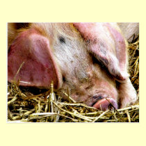 FARM ANIMALS, PIGS postcards