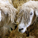 FARM ANIMALS UK cards by thewildside FARM ANIMALS UK cards