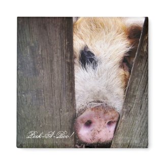 FARM ANIMALS UK magnet