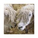 FARM ANIMALS UK magnets by thewildside FARM ANIMALS UK magnets