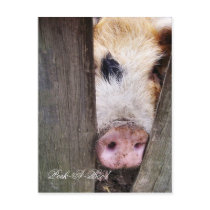 FARM ANIMALS UK postcards by thewildside FARM ANIMALS UK postcards