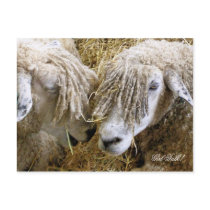 FARM ANIMALS UK postcards by thewildside FARM ANIMALS UK postcards