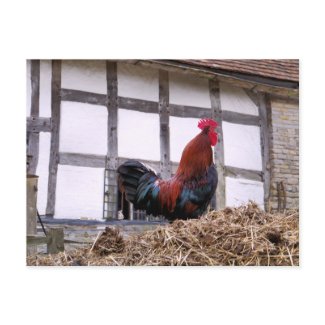 FARM ANIMALS UK postcard