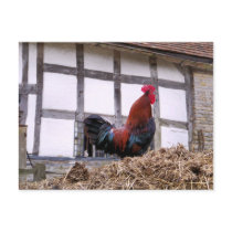 FARM ANIMALS UK postcards