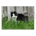 Farm Cat Art cards by Cat_Gifts Farm Cat Art cards