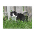 Farm Cat Art postcards