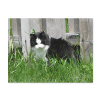 Farm Cat Art postcards