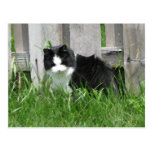 Farm Cat Art Postcard