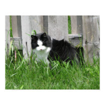 Farm Cat Art posters