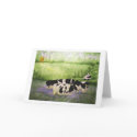 Farm Cows Blank Greeting Card by paintingcoyote36 Farm Cows Blank Greeting Card