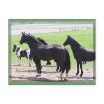 Farm Day Postcards by Petcetera Farm Day Postcards
