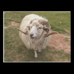 Farm Fella' postcards