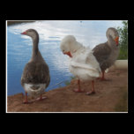 Farm Fella's in Camp Verde postcards