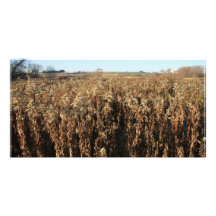 Farm Field in Autumn Custom Photo Card