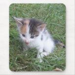 Farm Kitten 2 Mousepads