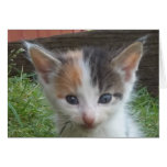 Farm Kitten Card