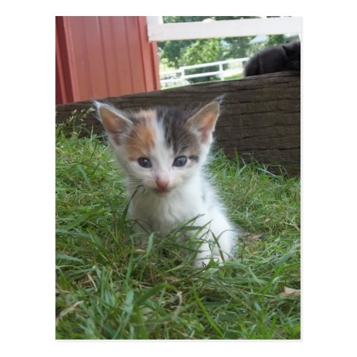 Farm Kitten Post Card