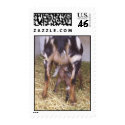 Farm Pictures 041 postage by asapfarm Farm Pictures 041 postage
