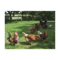 Farm Postcard