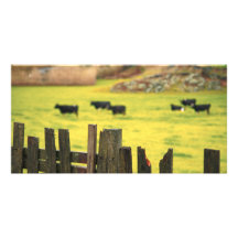 Farm scene customized photo card