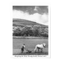 Farmer & horse ploughing field, 1960's Ireland photo print