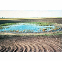 Farming Affecting Wetlands photo sculptures by animalpark Farming Affecting Wetlands photo sculptures