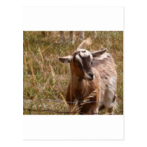 Farming goats postcards