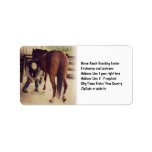 Farrier - Beautiful Horse Photo Hoof Trim Personalized Address Label