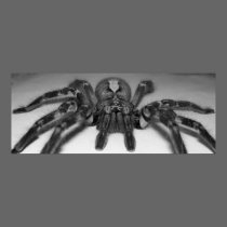 Fasciata photo print by Randomwhat