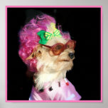 Fashionable Toy MIx Dog Poster posters
