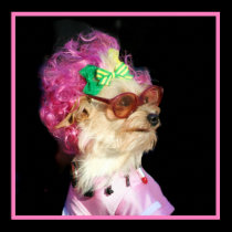 Fashionable Toy MIx Dog Poster posters