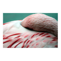 Fast Asleep, S Cyr posters