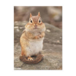 fat and fluffy chipmunk post card
