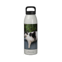 Fat Cat Drinking Bottles