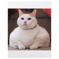 Fat Cat Flyers