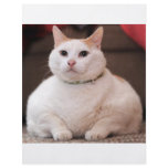 Fat Cat flyers