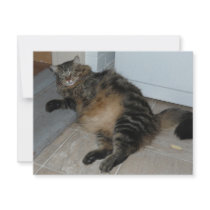 fat cat invitations
