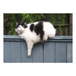 Fat Cat On Fence Custom Invitation