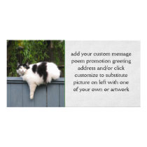 Fat Cat On Fence Photo Card