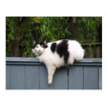 Fat Cat On Fence Post Cards
