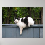 Fat Cat On Fence Poster