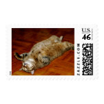 FAT CAT postage