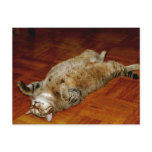 FAT CAT POST CARD