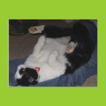 Fat Cat Postcard postcards
